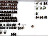 a lot of beetles that are on display in a display case