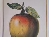 une photo d'une photo d'une pomme sur laquelle se trouve une feuille