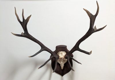 a deer skull mounted on the wall of a room