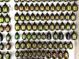 a lot of beetles that are on display in a white box