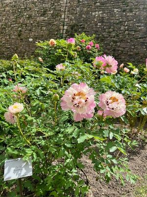 de nombreuses fleurs roses poussant dans un jardin près d'un mur de briques