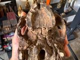 a man holding a skull in his hand in front of a shelf full of skulls