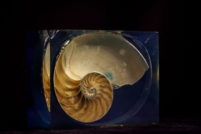 an image of a nautish shell in a blue box