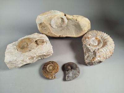 three fossils and a rock on a white surface