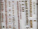 many different types of butterflies displayed in a display case