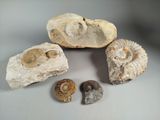 trois fossiles et une pierre posés sur une surface blanche