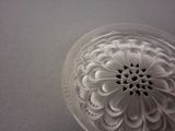 a white plate with a flower on it on a table