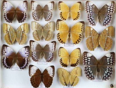 de nombreux types de papillons différents présentés dans une vitrine