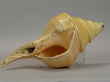 a large yellow shell with a long neck on a white surface