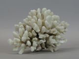 a close up of a white coral on a gray surface