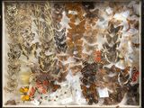 a lot of butterflies that are in a glass case