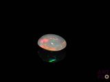 an oplite in the dark with its reflection on the surface