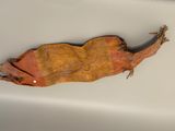 a dead animal that is laying on a white surface
