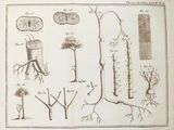 drawing of a diagram of a plant and its roots
