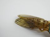 un insecte posé sur une table blanche