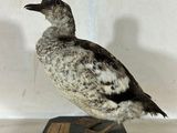 un petit oiseau posé sur un socle noir