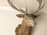 a deer head mounted on the wall with a wooden stick