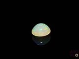 an oplite in the dark with its reflection on the surface