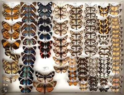 many different types of butterflies on display in a white box