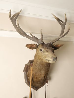 a deer head mounted on the wall with a wooden stick