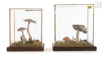 two mushrooms in a glass case with moss on the ground