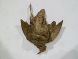 un oiseau accroché au mur