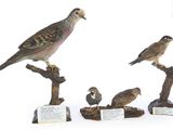 trois oiseaux perchés sur les branches d'un arbre