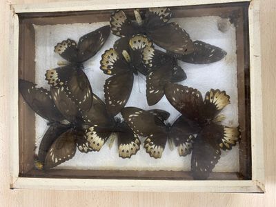 many butterflies in a wooden frame on the wall