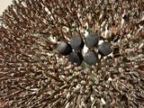 a picture of a sea urn that is on a table