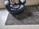 a cat that is sitting in a chair on the floor