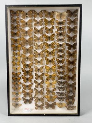 a display case with a lot of butterflies in it