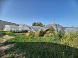une image représentant un champ dans lequel poussent de nombreuses plantes