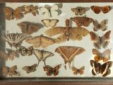 de nombreuses espèces différentes de papillons de nuit exposées dans une vitrine