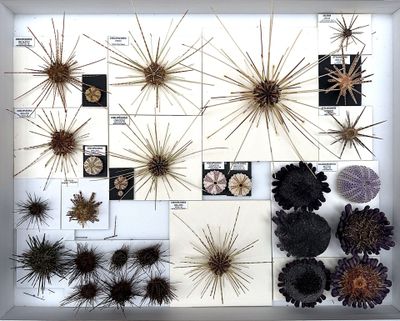 many different types of plants displayed in a white box
