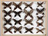 de nombreux papillons disposés dans un cadre en bois