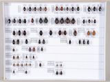 beaucoup d'insectes accrochés au mur