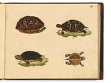un livre ouvert sur lequel figurent des illustrations de tortues et d'autres animaux