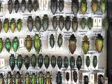 a lot of beetles that are on display in a glass case