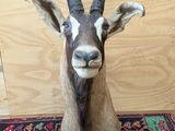 a antelope that is sitting on a rug on the floor