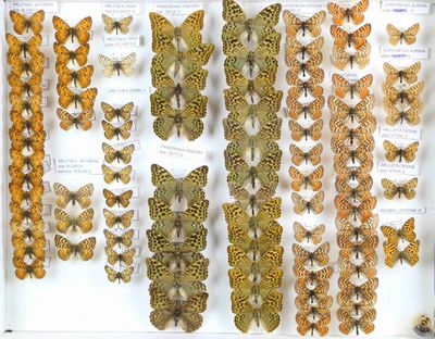 de nombreux types de papillons exposés dans une vitrine