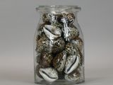 a glass jar filled with shells on a white surface