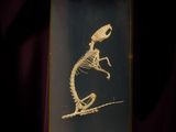the skeleton of a lizard is displayed in a glass case