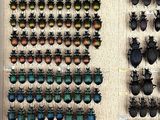 a lot of beetles that are hanging on the wall
