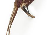 un oiseau assis sur une branche d'arbre