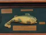 une photo d'une photo représentant un poisson et un filet de pêche