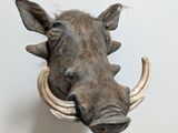 a fake warthog head mounted on a wall