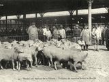 many people standing around a group of sheep in a pen