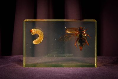 un insecte et une crevette dans une boîte en verre