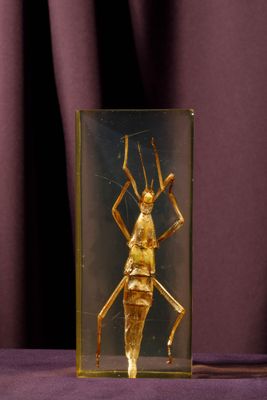 an insect in a glass case sitting on a purple surface