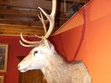 a deer head mounted on a wall in a room
